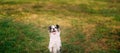 Border Collie Or Scottish Sheepdog Adult Dog Playing Showing Trick Outdoor. Close Up Portrait. Panorama, Panoramic View Royalty Free Stock Photo