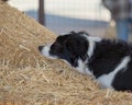 Border collie searching straw for a rat