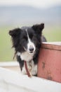 Border Collie sheep dog on a farm Royalty Free Stock Photo