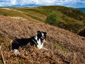 Border Collie Sheep Dog on Mountain Royalty Free Stock Photo