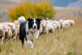 Border Collie sheep dog working a flock of sheep Royalty Free Stock Photo