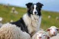 Border Collie sheep dog working a flock of sheep Royalty Free Stock Photo