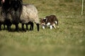 Border Collie with Sheep Herding