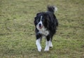 Border collie or sheepdog trotting toward camera