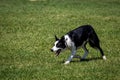 Border Collie Sheepdog working to herd sheep. Royalty Free Stock Photo