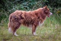 Border collie a sheepherding dog Royalty Free Stock Photo