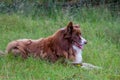 Border collie a sheepherding dog Royalty Free Stock Photo