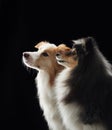 border collie and sheltie together Royalty Free Stock Photo
