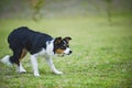 Border Collie Shepherd Royalty Free Stock Photo