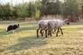 Border collie shepherd dog grazes a flock of sheep in a meadow in the rays of the evening sun. Horizontal orientation. Royalty Free Stock Photo