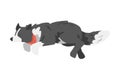 Border Collie Shepherd Pet Dog in Red Neckerchief Running and Jumping Cartoon Vector Illustration Royalty Free Stock Photo