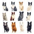 Border Collie, Border Collie, Shetland Sheepdog and Border Collie. Collection of different breeds of dogs. Vector illustration