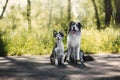 Border collie and shetland sheepdog