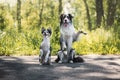 Border collie and shetland sheepdog