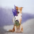 Border Collie holding a bouquet of flowers Royalty Free Stock Photo