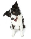 Border Collie Sitting Royalty Free Stock Photo