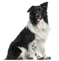 Border Collie, sitting Royalty Free Stock Photo