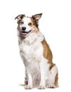 Border Collie sitting against white background Royalty Free Stock Photo