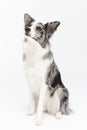 Sitting on a white background is a thoroughbred Border Collie with a full pedigree. The dog is colored in shades of