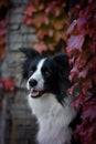 Border collie is sitting in autumn nature. Royalty Free Stock Photo