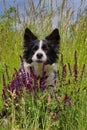 Border Collie Sitting Behind Lavender on Meadow Royalty Free Stock Photo