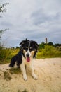 Border collie is sitting in the field in the nature near to lighthouse Royalty Free Stock Photo