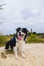 Border collie is sitting in the field in the nature near to lighthouse Royalty Free Stock Photo