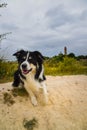 Border collie is sitting in the field in the nature near to lighthouse Royalty Free Stock Photo