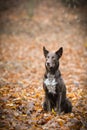 Border collie is sitting in the forest. Royalty Free Stock Photo