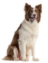 Border Collie, , sitting in front of Royalty Free Stock Photo