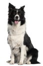 Border Collie, sitting in front of Royalty Free Stock Photo