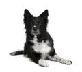 Border Collie sitting in front of white background Royalty Free Stock Photo