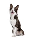 Border Collie sitting in front of white background Royalty Free Stock Photo