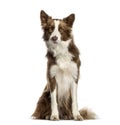 Border Collie sitting in front of white background Royalty Free Stock Photo