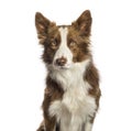 Border Collie sitting in front of white background Royalty Free Stock Photo