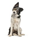 Border Collie sitting in front of white background Royalty Free Stock Photo