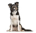 Border Collie sitting in front of white background Royalty Free Stock Photo