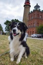 Border collie is sitting in grass Royalty Free Stock Photo