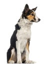 Border collie sitting, isolated Royalty Free Stock Photo