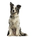 Border collie sitting, isolated Royalty Free Stock Photo
