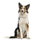 Border collie sitting, Royalty Free Stock Photo