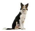 Border collie sitting Royalty Free Stock Photo