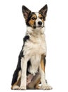 Border collie sitting, isolated Royalty Free Stock Photo