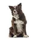 Border Collie sitting and looking away, 7 years old Royalty Free Stock Photo