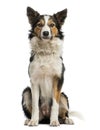 Border Collie Sitting, Looking At The Camera, Is