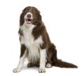 Border Collie, sitting with mouth open Royalty Free Stock Photo