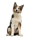 Border collie sitting and panting, isolated Royalty Free Stock Photo