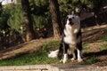 Border collie sitting side by stone wall in the park Royalty Free Stock Photo