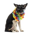 Border Collie Sitting And Wearing Sunglasses And A Hawaiian Lei