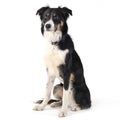 Border collie sitting in white studio floor Royalty Free Stock Photo